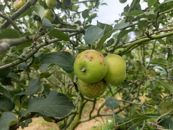bir dalda yeşil elmalar