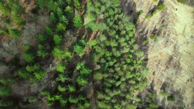 Kuş Gözü Havadan Bakış Yeni Orman İngiltere Ağaçları