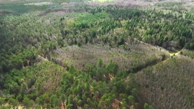 Yeni İngiltere Ormanı Yüksek Açı Ağaçlar ve Orman Sağ Görüş Alanı