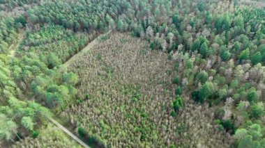Ender Ormandan Bol Ağaçlara Başlayan Yeni Ormanın Gökyüzü Manzarası
