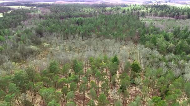 Vista Panorámica Aérea Gran Angular Los Nuevos Árboles Exuberantes Forest — Vídeo de stock