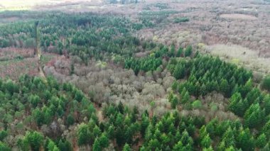 İngiltere 'nin Yeşil Ağaçları Yeni Orman Çemberi Manzarası