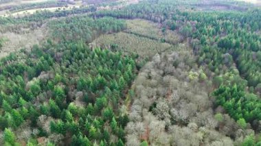 Yeni Orman İngiltere Havadan Kuşların Gözü Yukarı Görünüm
