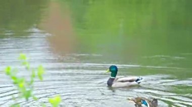 Mallard Ördeği Kendini Kahverengi Ördeğin Yanından Temizle