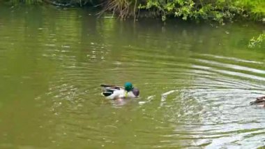 Kahverengi ördekle birlikte Mallard Ördeği Havuzda Yüzüyor