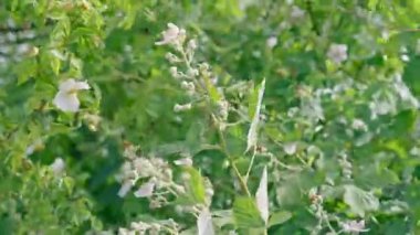 Bush 'u kapat ve Baharda Rüzgarda Çalı Çalkala