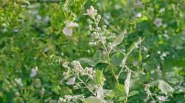 Baharda Rüzgarda Esen Çalılar ve Çiçekler