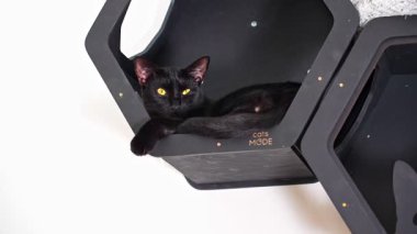 Kutunun içinde yatan küçük siyah kedi ve merak eden gözler