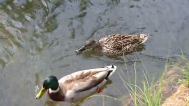 Büyük Kahverengi ve Mallard Ördeği Küçük Nehir Kıyısı boyunca Yakından Birlikte Yüzüyor