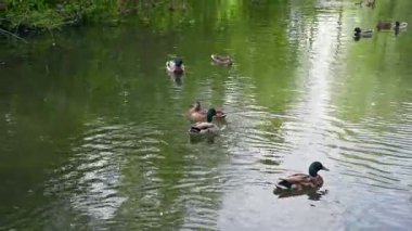 Çoklu Mallard ve Kahverengi Ördekler Küçük bir nehirde Yüzüyorlar