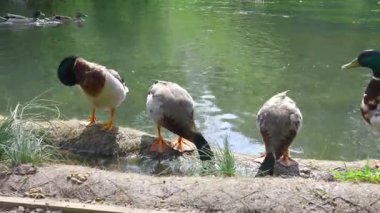 Dört Mallard Ördeği Nehir Altında Yatıyor Ördekler Arkaplanda Yüzüyor