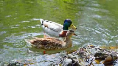 Kahverengi ve Mallard Ördeği Küçük Nehirde Kayalıklara Yüzüyor