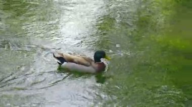 Küçük Nehirdeki Mallard Ördeği Akıntıyla Mücadele