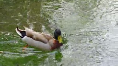 Küçük Nehir Akıntısında Mallard Ördeği Yüzerken Kendini Temizliyor