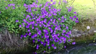 Rüzgarda Esen Nehir Kıyısındaki Geranium Pratense
