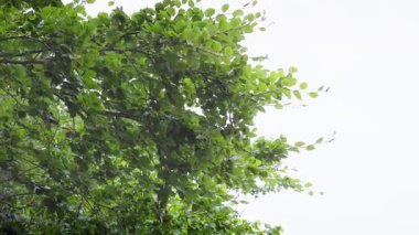 Rüzgarda savrulan uzun, sarkık çalılar Parlak, beyaz gökyüzü