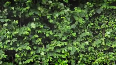 Orman Çalı Duvarı Rüzgarda Esiyor