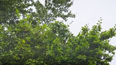 Rüzgarda savrulan uzun, sarkık çalılar Parlak, beyaz gökyüzü