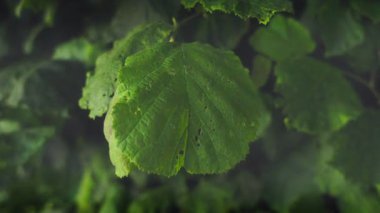 Koyu çalılıklarda küçük delikleri olan Büyük Yaprak Esinti Rüzgarda Esiyor