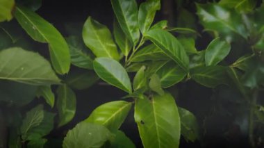 Büyük Kalın Yeşil Yapraklar Karanlık Çalılıklarda Şiddetli Rüzgarda Esiyor