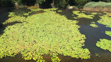 Nilüfer yaprağıyla kaplı havuzun alçak açısı sağa dönüyor.