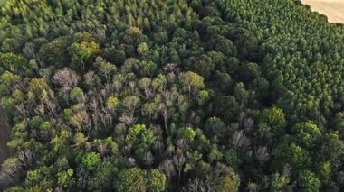 Gökyüzü Yüksek Açı Kuş Gözü Orman ve Ağaçların Üzerinde Altın Saat Günbatımında