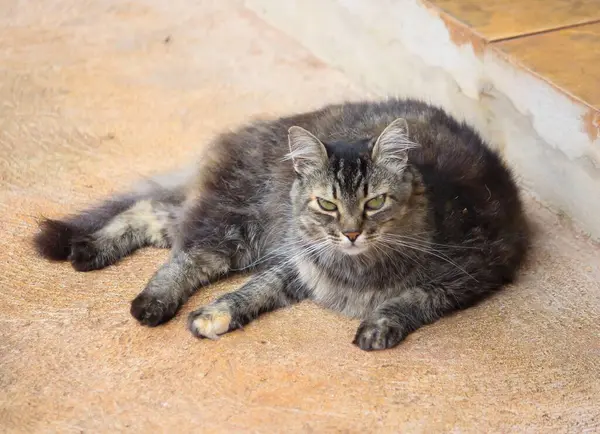 Uzun ve güzel kürklü tüylü tüylü bir tekir kedi sıcak beton bir yüzeyde rahatça dinlenir, rahat bir duruş ve sakin bir ifade sergiler, sakinliği ve sakinliği kişileştirir.