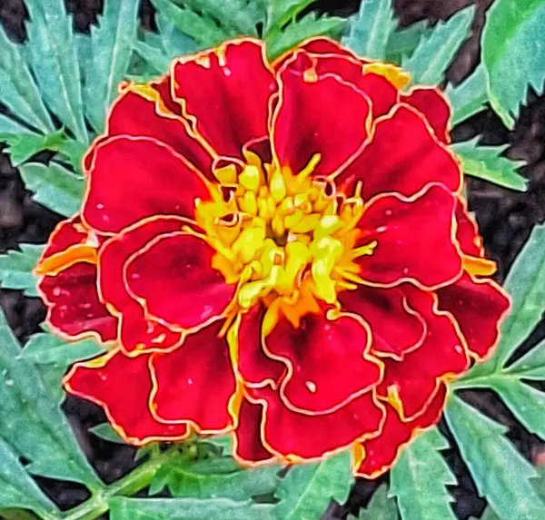 Kırmızı yaprakları ve sarı kenarları ile yeşil yaprakları çelişen canlı bir kadife çiçeği. Görüntü, doğanın güzelliğini ve çiçeklerin çevreye getirdiği neşeyi vurgular..