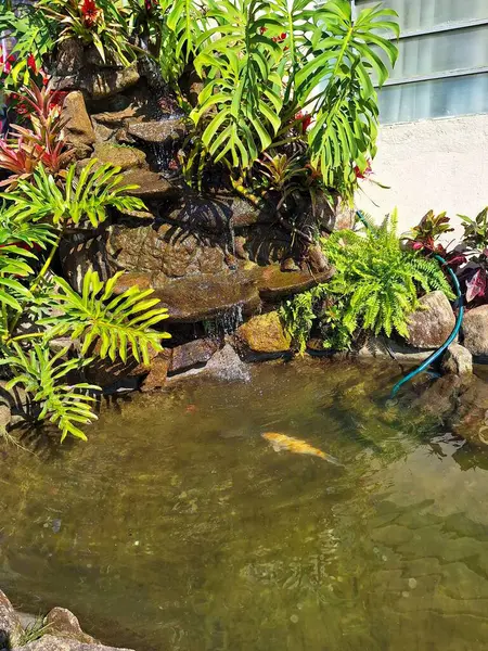 Büyüleyici bir süs gölü kristal berrak su, ışık yansımaları ve onu çevreleyen yemyeşil tropikal bitkiler. Küçük yapay bir gölette güzel bir koi balığı sakince yüzerken, su yavaşça küçük bir şelaleden damlar ve bir... 