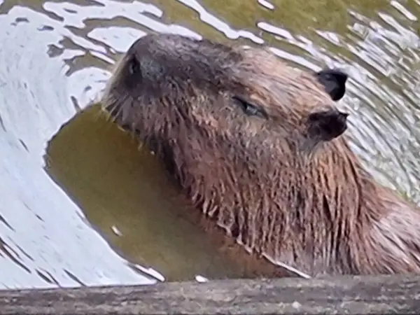 Güzel bir Capybara, sakin yüzeyi yüzünü yansıtan bir su kütlesinin içinde dinleniyor. Kürkünün ve dingin ifadesinin ayrıntıları doğadaki huzuru iletir..