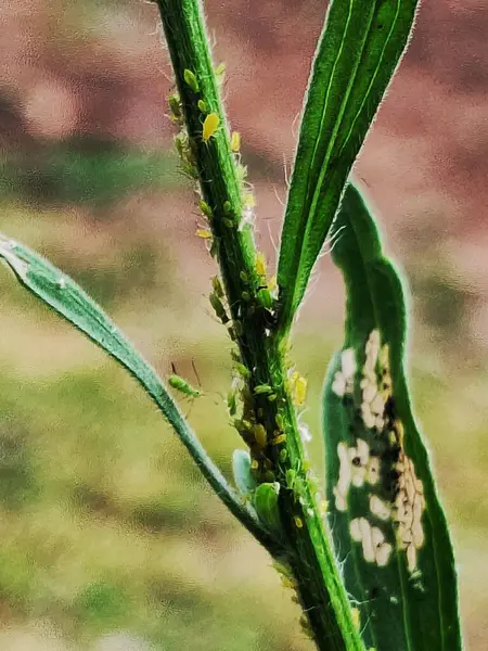 Yaprak bitlerinin istila ettiği yeşil bitkinin detaylı bir görüntüsü. Böcek kolonisi bir dalda görülebilir, bitki ve hayvan arasındaki doğal etkileşimi vurgular. Yumuşak ışık, narin yaprakları aydınlatır. Bu da küçük bir kontrastlık yaratır.
