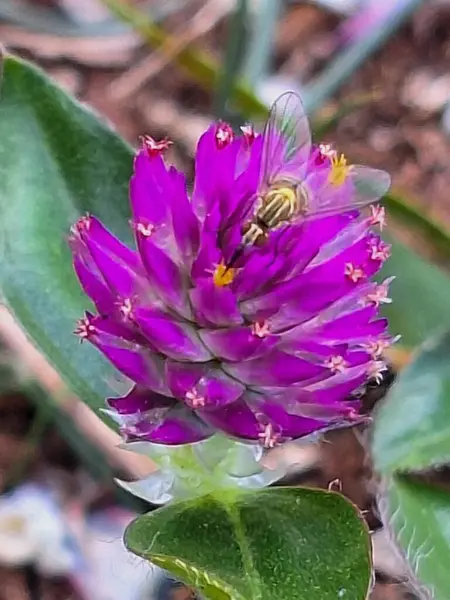 Dikenli yaprakları olan canlı mor bir çiçeğin güzel bir yakın çekimi sarı merkezinin üzerinde asılı duran küçük sarı bir böcek gibi, doğa ve vahşi yaşam arasındaki etkileşimi bir açık hava ortamında vurguluyor..
