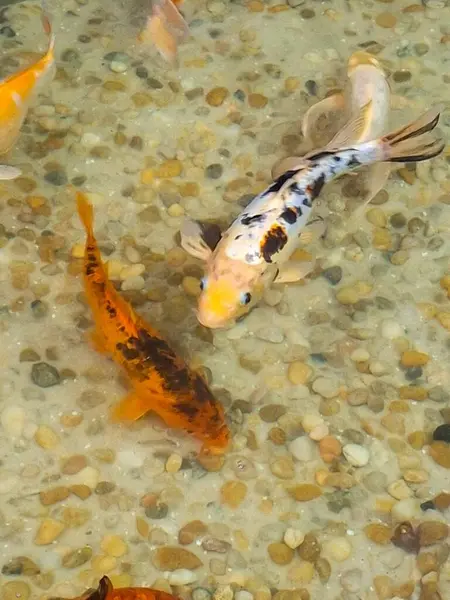 Bir grup sazan canlı renklerini sergiliyor, arkaplan taşlarına karşı nazikçe yüzüyorlar. Bu görüntü, su yaşamının dingin güzelliğini yakalar ve temiz suyla doğanın uyumunu yansıtır..