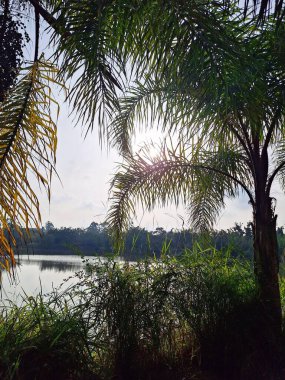 Tropikal bir ormanda sakin bir göl boyunca palmiye yapraklarından süzülen güneş ışığının çarpıcı görüntüsü. Manzara bereketli bitki örtüsüyle doludur, doğanın sükunetini yansıtır..