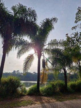 Şafakta sakin bir sahne, yaprakların arasında parlayan palmiye ağaçları ve güneş ışığı, arka plandaki dingin gölü yansıtıyor, yemyeşil bitki örtüsüyle çevrili..