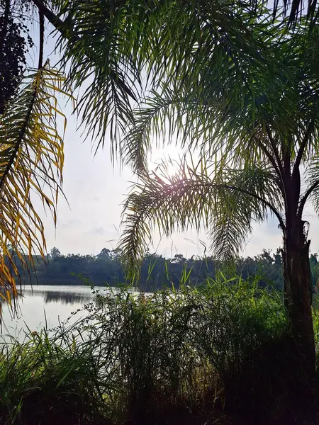 Tropikal bir ormanda sakin bir göl boyunca palmiye yapraklarından süzülen güneş ışığının çarpıcı görüntüsü. Manzara bereketli bitki örtüsüyle doludur, doğanın sükunetini yansıtır..