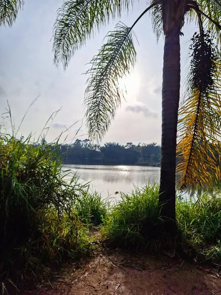 Önünde tropikal bir palmiye olan bir gölet kenarında huzurlu bir manzara. Güneş yaprakların arasından yavaşça parlıyor, sakin suyu yansıtıyor ve dinlenmek ve doğayı düşünmek için mükemmel sakin bir atmosfer yaratıyor..