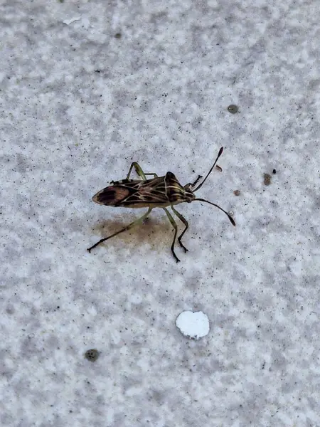 İnce gövdeli, kahverengi ve yeşil tonlarda kanatları olan meraklı bir böcek yavaş yavaş açık bir yüzey boyunca ilerliyor. Detaylı şekli ve uzun antenleri, günlük bir çevrede vahşi yaşamın güzelliğini yakalayan karmaşıklıklar dünyasını gözler önüne seriyor.