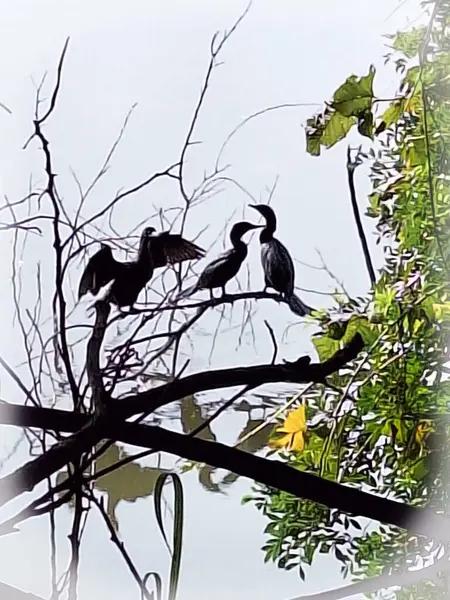 Sakin bir gölün kenarındaki kuru dallara tünemiş üç siyah karabatak. Kuşlar etkileşime girerek arka plandaki yeşil bitki örtüsüyle güzel bir kontrast oluşturuyor. Yumuşak ışık, siluetlerini ön plana çıkarıyor, sakin ve doğal bir atmosfer yaratıyor..