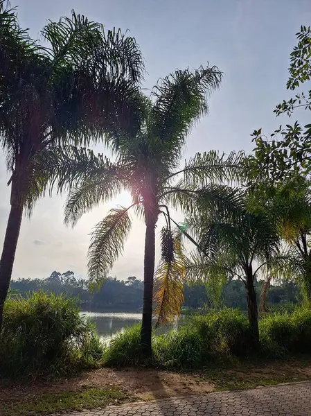 Şafakta sakin bir sahne, yaprakların arasında parlayan palmiye ağaçları ve güneş ışığı, arka plandaki dingin gölü yansıtıyor, yemyeşil bitki örtüsüyle çevrili..