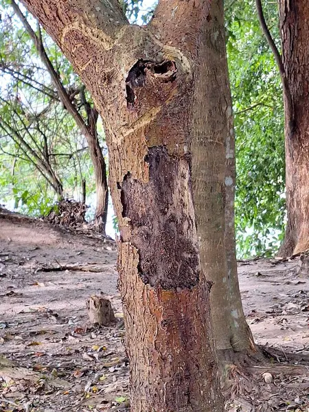 Yoğun bitki örtüsü ve huzurlu doğal ortamla çevrili, gözle görülür şekilde zarar görmüş bir ağaç. Yaprakların arasından süzülen yumuşak güneş ışığı ahşabın dokusunu vurgulayarak güzel bir kontrast yaratır. Sahne bir sakinlik hissi veriyor.