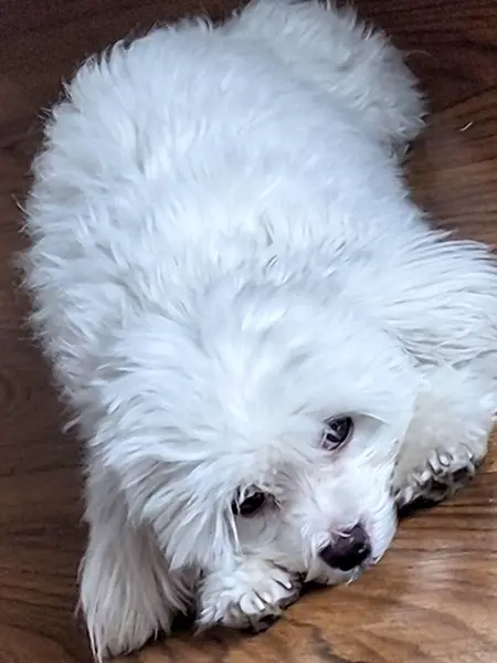 Yumuşak, kıvırcık tüylü sevimli beyaz bir köpek ahşap bir zeminde huzur içinde dinleniyor. Anlamlı gözleri sükunet ve huzur verir. Şefkat ve sükuneti çağrıştırır. Hayvan severler için idealdir..