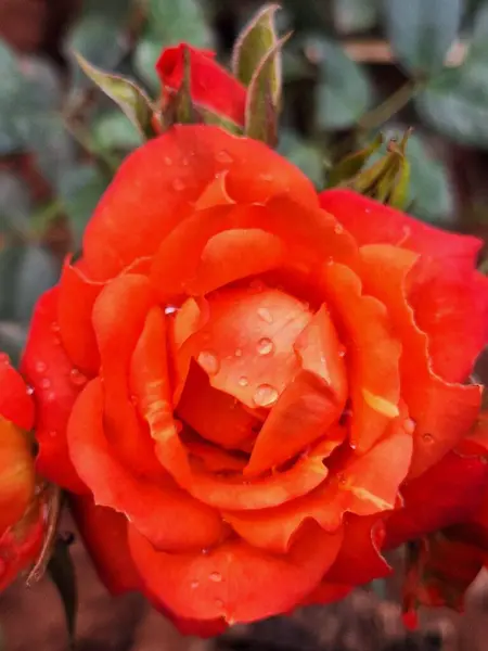 Canlı bir turuncu gül, gür güzelliği ve güzel taç yapraklarıyla göze çarpar. Yaprakların üzerindeki çiy damlaları tazelik katıyor. Arka planda yumuşak yeşiller uyumlu bir kontrast oluşturur. Bu çiçek aşkı ve tutkuyu sembolize ediyor, neşe ve huzuru çağrıştırıyor..