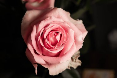 Çiçek açmış narin pembe bir gül yumuşak, koyu arkaplan, sonsuz zarafet ve romantizm saçan kadife yaprakları ortaya çıkarır. Yüksek kalite fotoğraf