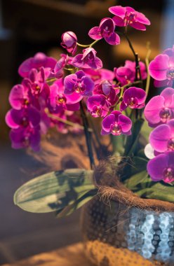 Canlı bir pembe orkide buketi parlak, çekiç gibi gümüş bir tencereye yerleştirilir, ahşap bir yüzeye yerleştirilir ve yan tarafından hafifçe aydınlatılır. Çiçeklerin zengin rengi, çiçeklerle çok uyumsuz.