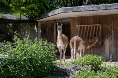 Bir grup guanaco gölgeli bir hayvanat bahçesindeki ahşap bir barınağın yakınında toplanıyor. - Evet. Yüksek kalite fotoğraf