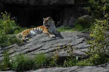 Görkemli bir kaplan yeşil yapraklar ve doğal taşlarla çevrili güneşli bir kayanın üzerinde dinlenir. Zürih hayvanat bahçesi. 5 Haziran 2023