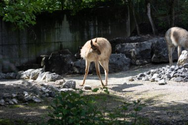 Bir vicuna, gölgeli bir hayvanat bahçesinde çakıl ve taş kaplı bir zeminde tetikte bekliyor. İnce yapısı ve açık kahverengi ceketiyle dikkatle çerçevenin sol tarafına bakar. Bir parçası