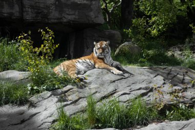 Görkemli bir kaplan yeşil yapraklar ve doğal taşlarla çevrili güneşli bir kayanın üzerinde dinlenir. Zürih hayvanat bahçesi. 5 Haziran 2023