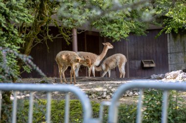 Bir grup guanaco gölgeli bir hayvanat bahçesindeki ahşap bir barınağın yakınında toplanıyor. - Evet. Yüksek kalite fotoğraf